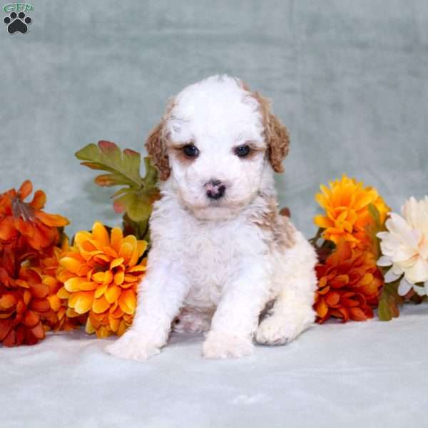 Hayden, Miniature Poodle Puppy